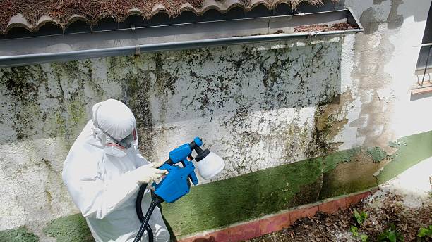 Trusted Crawl Space Mold Removal service in Arlington Heights, WA - Cheap Mold Removal